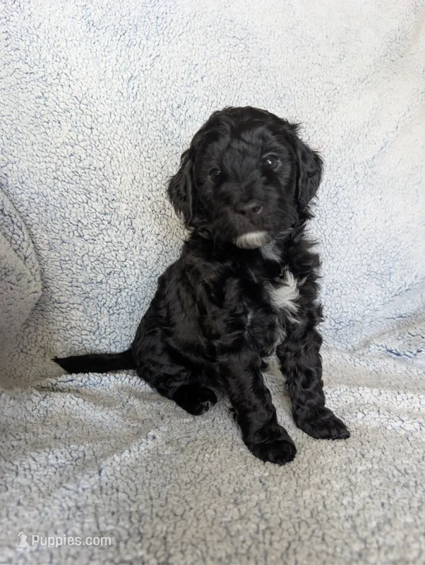 Shadow  – Miniature Aussiedoodle, Miniature Goldendoodle puppy for sale in Englewood, OH
