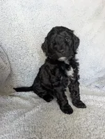 Shadow , a male Miniature Aussiedoodle and Miniature Goldendoodle for sale in Englewood, OH – 1 of 4