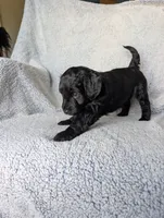 Midnight, a female Miniature Aussiedoodle and Miniature Goldendoodle for sale in Englewood, OH – 5 of 7
