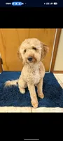 Coco, a female Miniature Aussiedoodle and Miniature Goldendoodle for sale in Englewood, OH – 6 of 7