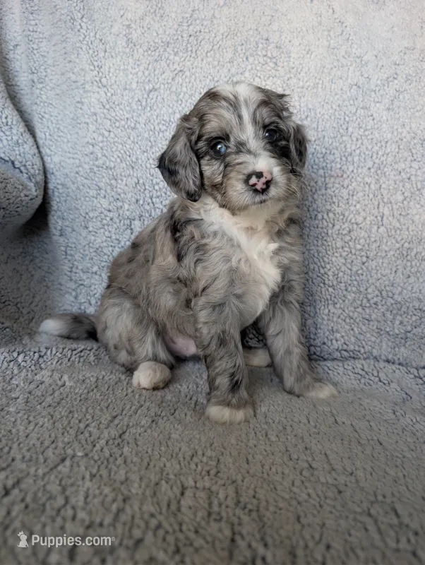 Smokey  – Miniature Aussiedoodle, Miniature Goldendoodle puppy for sale in Englewood, OH