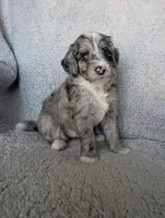 Smokey , a male Miniature Aussiedoodle and Miniature Goldendoodle for sale in Englewood, OH – 1 of 5