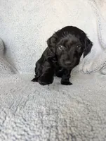 Midnight, a female Miniature Aussiedoodle and Miniature Goldendoodle for sale in Englewood, OH – 6 of 7