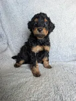 Bear, a male Miniature Aussiedoodle and Miniature Goldendoodle for sale in Englewood, OH – 3 of 3