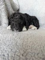 Boots, a male Miniature Aussiedoodle and Miniature Goldendoodle for sale in Englewood, OH – 4 of 6