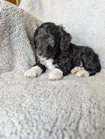 Boots, a male Miniature Aussiedoodle and Miniature Goldendoodle for sale in Englewood, OH – 2 of 6