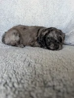 Coco, a female Miniature Aussiedoodle and Miniature Goldendoodle for sale in Englewood, OH – 4 of 7