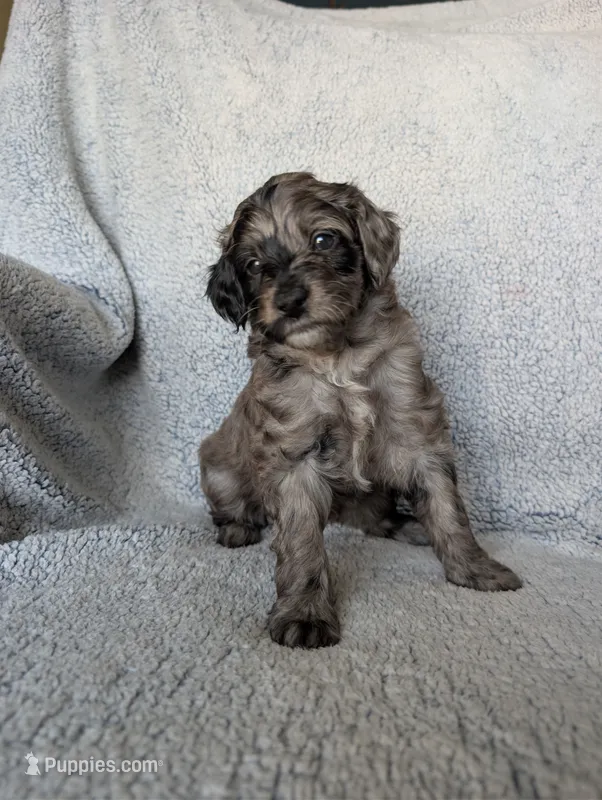 Coco – Miniature Aussiedoodle, Miniature Goldendoodle puppy for sale in Englewood, OH