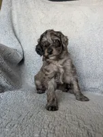 Coco, a female Miniature Aussiedoodle and Miniature Goldendoodle for sale in Englewood, OH – 1 of 7