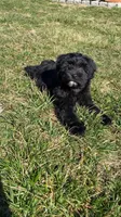 Mill, a female Bichpoo for sale in Stanford, KY – Photo 1 of 2