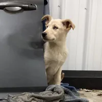 Wonder, a female Goberian for sale in Loyal, WI – Photo 3 of 4