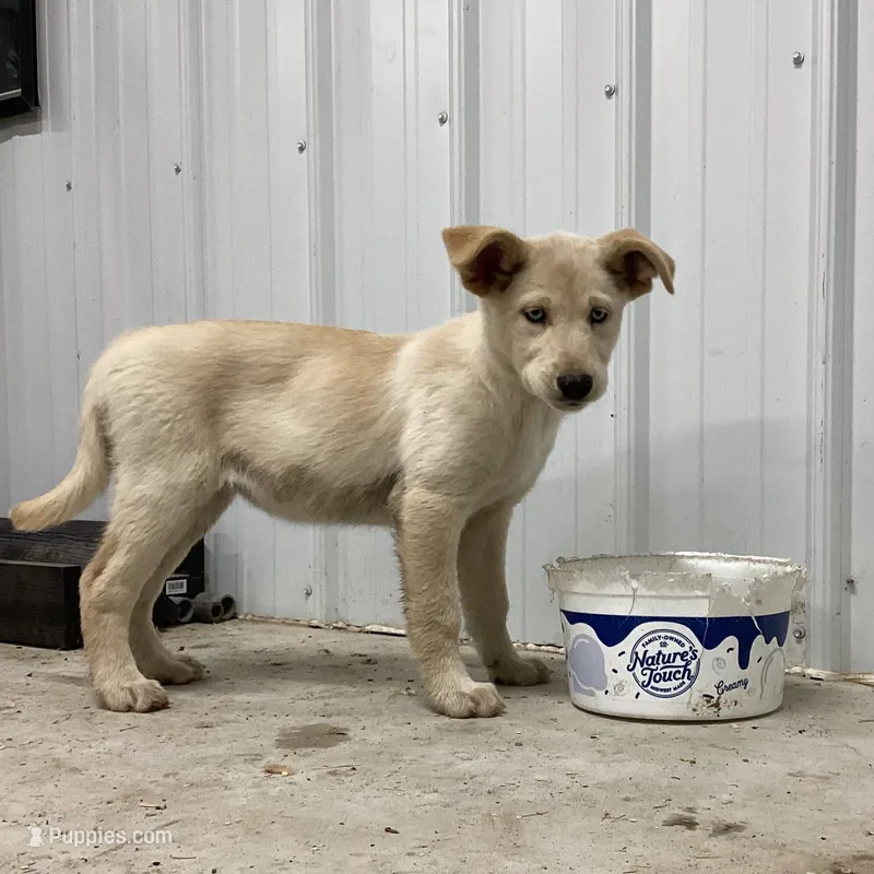 Wonder – Goberian puppy for sale in Loyal, WI