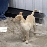 Wonder, a female Goberian for sale in Loyal, WI – Photo 2 of 4