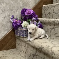 Wonder, a female Goberian for sale in Loyal, WI – Photo 4 of 4