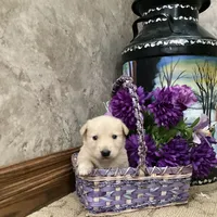 Scamper, a female Goberian for sale in Loyal, WI – Photo 4 of 4