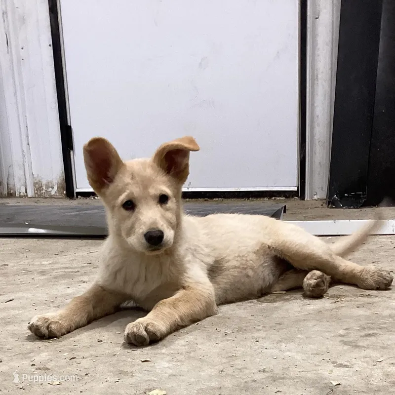 Scamper – Goberian puppy for sale in Loyal, WI