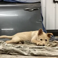 Scamper, a female Goberian for sale in Loyal, WI – Photo 2 of 4