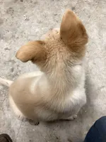 Scamper, a female Goberian for sale in Loyal, WI – Photo 3 of 4