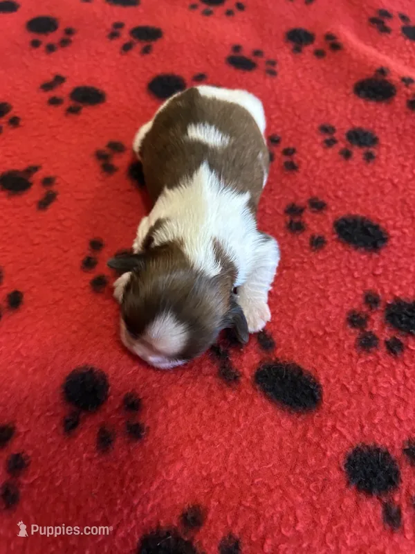 Buffy – Shih Tzu puppy for sale in West Columbia, SC