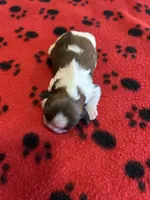 Buffy, a female Shih Tzu for sale in West Columbia, SC – 1 of 3