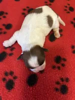 Skully, a male Shih Tzu for sale in West Columbia, SC – 3 of 3