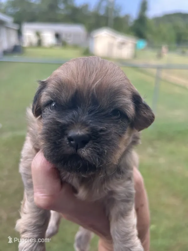Buster Brown – Shih Tzu puppy for sale in West Columbia, SC