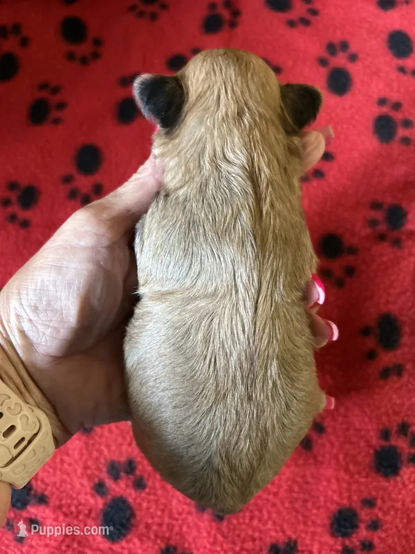 Buster Brown – Shih Tzu puppy for sale in West Columbia, SC