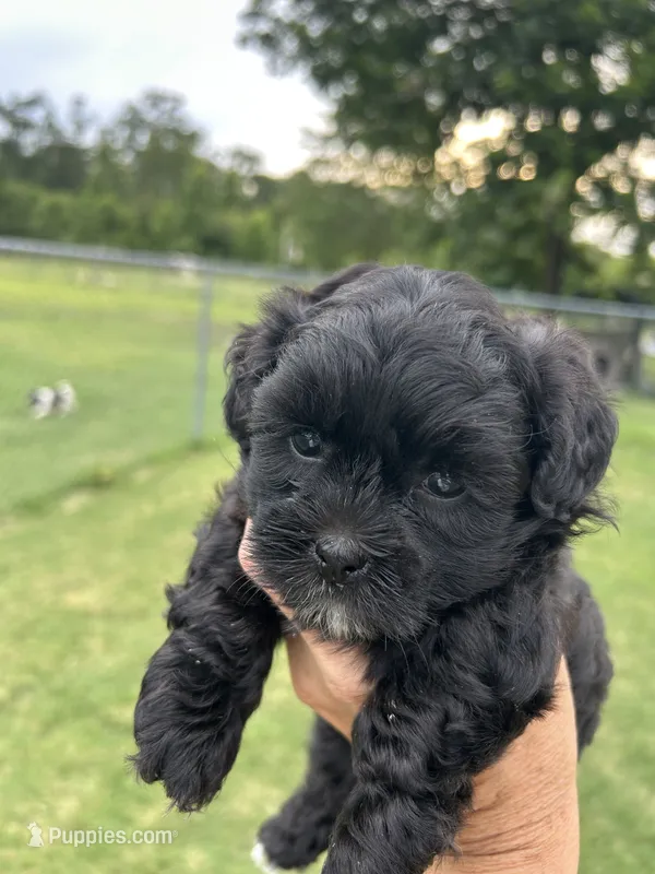 Luna – Shihpoo puppy for sale in West Columbia, SC