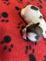 Salem, a male Shih Tzu for sale in West Columbia, SC – 3 of 3