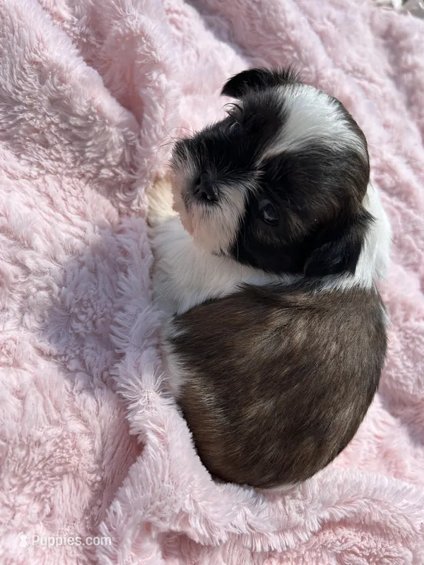 Sophie – Shih Tzu puppy for sale in West Columbia, SC