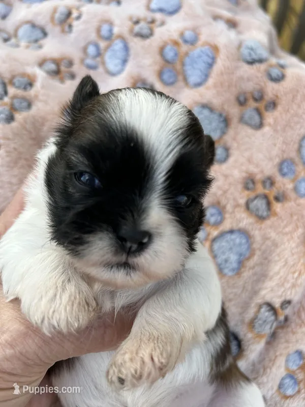 Sophie – Shih Tzu puppy for sale in West Columbia, SC