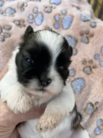 Sophie, a female Shih Tzu for sale in West Columbia, SC – Photo 1 of 2