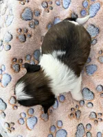 Sophie, a female Shih Tzu for sale in West Columbia, SC – Photo 2 of 2