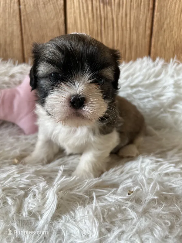 Star – Shih Tzu puppy for sale in West Columbia, SC