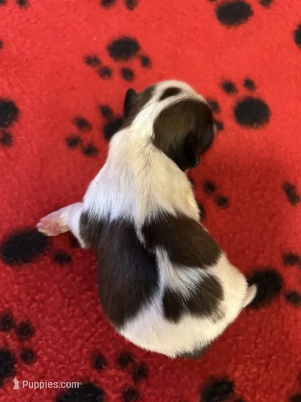 Freddie – Shih Tzu puppy for sale in West Columbia, SC