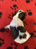 Freddie, a male Shih Tzu for sale in West Columbia, SC – 1 of 2