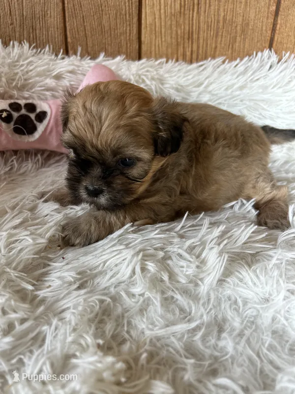 Buster Brown – Shih Tzu puppy for sale in West Columbia, SC