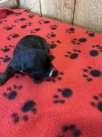 Barney, a male Shihpoo for sale in West Columbia, SC – 4 of 4