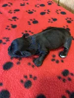 Dobie, a male Shihpoo for sale in West Columbia, SC – 3 of 3