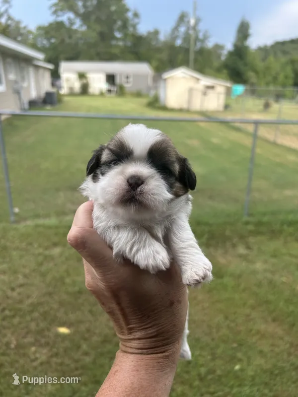 Pipper – Shih Tzu puppy for sale in West Columbia, SC