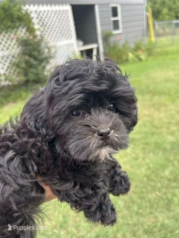 Luna – Shihpoo puppy for sale in West Columbia, SC