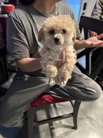 Tiny tim, a male Poodle - Miniature  for sale in West Columbia, SC – Photo 2 of 2