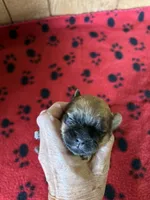 Buster Brown, a male Shih Tzu for sale in West Columbia, SC – 3 of 3