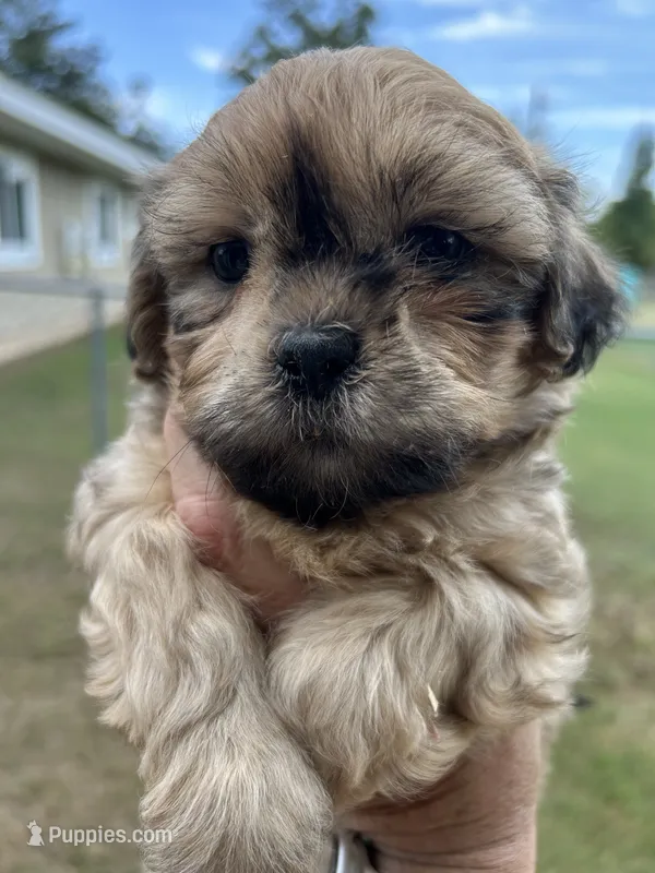 Buster Brown – Shih Tzu puppy for sale in West Columbia, SC