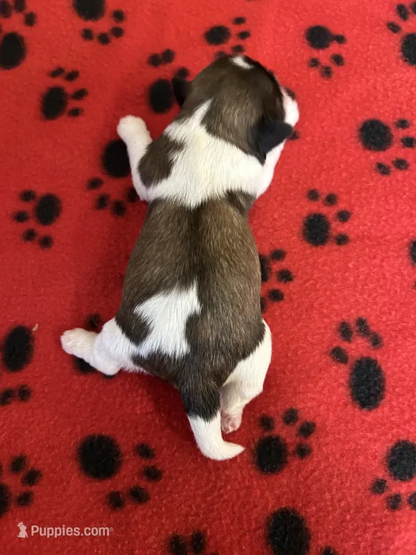 Star – Shih Tzu puppy for sale in West Columbia, SC