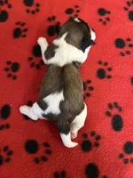 Star, a female Shih Tzu for sale in West Columbia, SC – 1 of 2
