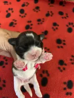 Star, a female Shih Tzu for sale in West Columbia, SC – 2 of 2