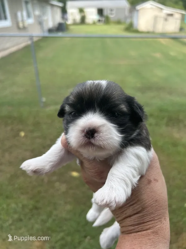 Star – Shih Tzu puppy for sale in West Columbia, SC