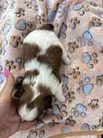 Pipper, a female Shih Tzu for sale in West Columbia, SC – Photo 5 of 5