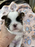 Pipper, a female Shih Tzu for sale in West Columbia, SC – Photo 1 of 5
